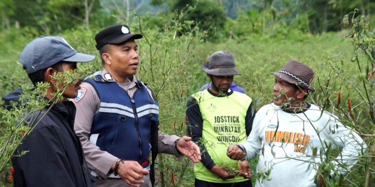 Bripka Adi Syafnur Arisal, Polisi di Aceh Inspiratif Mengubah Lahan Ganja jadi Lahan Palawija