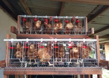 Koramil Klamono Dukung Program Ketahanan Pangan dengan Budidaya Ayam petelur