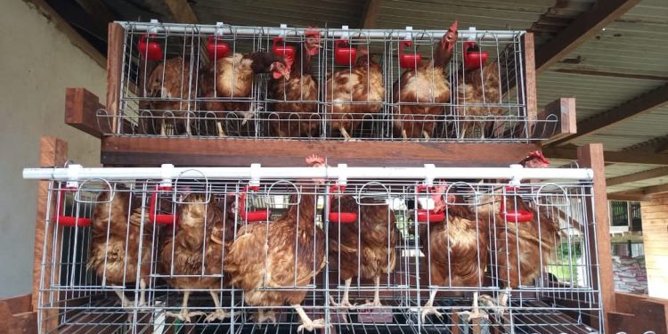 Koramil Klamono Dukung Program Ketahanan Pangan dengan Budidaya Ayam petelur