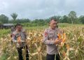 Panen Jagung Brimob Aceh Di Nagan Raya