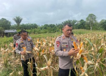 Panen Jagung Brimob Aceh Di Nagan Raya