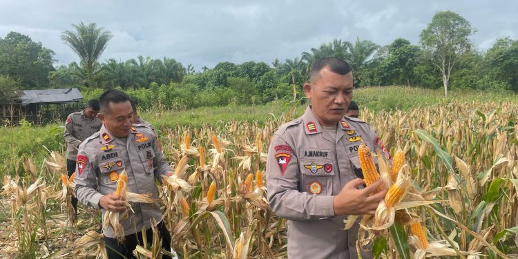 Panen Jagung Brimob Aceh Di Nagan Raya
