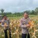 Panen Jagung Brimob Aceh Di Nagan Raya