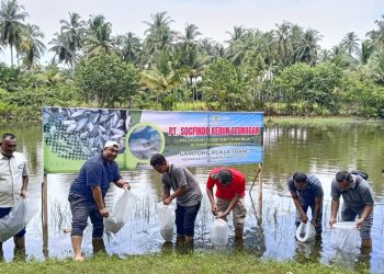 PT Socfindo Kebun Seunagan Lepas 10.000 Benih Ikan Nila di Pantai Kolam Bebek Desa Kuala Trang