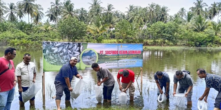 PT Socfindo Kebun Seunagan Lepas 10.000 Benih Ikan Nila di Pantai Kolam Bebek Desa Kuala Trang