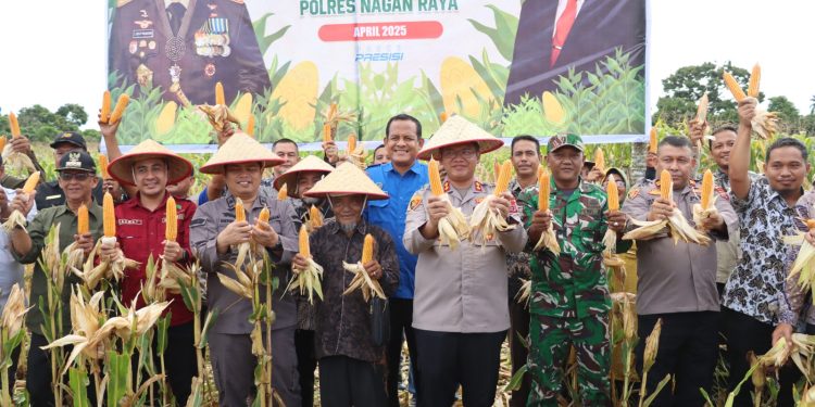 Kapolres Nagan Raya Hadiri Panen Raya Jagung Tumpang Sari, Wujud Sinergi Dukung Ketahanan Pangan Daerah